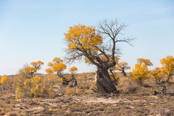 Turanga trees or poplar variegated in Altyn Emel National Par in Kazakhstan