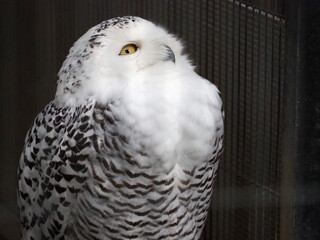 snowy owl