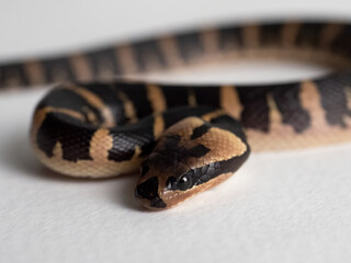 Common puff-faced water snake on white background
