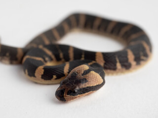 Common puff-faced water snake on white background