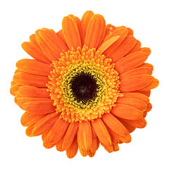 Orange gerbera flower isolated on transparent background