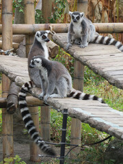 Obraz premium A ring-tailed lemur crossing a bridge
