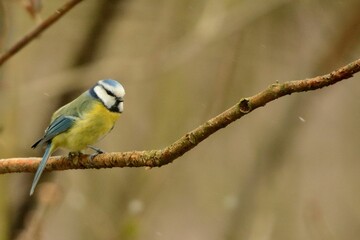 Closeup shot of a Parus, a multicolor-feathered bird, standing on a tree branch in a blurred park