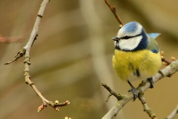 Macro shot of a Parus, a multicolor-feathered bird, standing on a tree branch in a blurred park