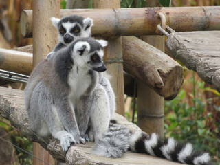 A ring-tailed lemur crossing a bridge