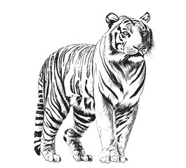 Obraz premium Tiger standing and looking into the distance hand drawn engraving style sketch Vector illustration.
