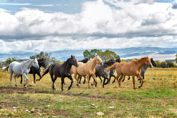 Fototapeta premium Colorful Horses Running