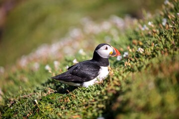 Closeup of the cute puffin with black and white feathers looking aside walking up the hill