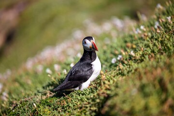 Closeup of the cute puffin with black and white feathers looking at the camera