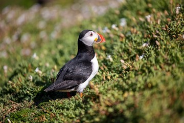 Closeup of the cute puffin with black and white feathers looking aside walking up the hill