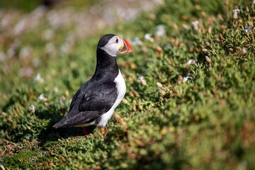 Closeup of the cute puffin with black and white feathers looking aside walking up the hill