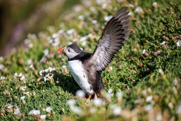 View of the puffin standing on a green field with its wings wide open