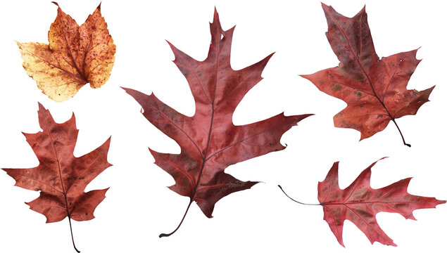 Autumn Leaves collection of 5 leaves, freshly fallen foliage. English oak & 1 creeper. Natures colours, red, burnt orange, yellow, brown. Isolated background