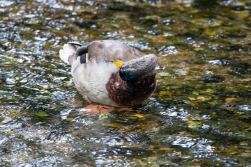 Fototapeta premium male mallard duck asleep with head tucked in body standing in the river 