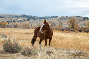 Obraz premium Fall Horse Pasture