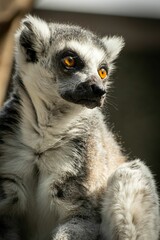 Vertical closeup shot of a cute lemur