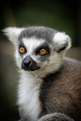 Obraz premium Vertical closeup shot of a cute lemur