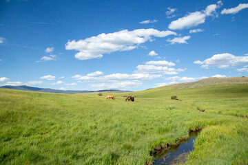 Fototapeta premium Horses in Pasture