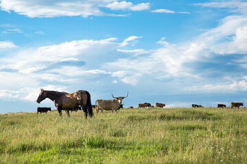 Horses and Cows in Pasture