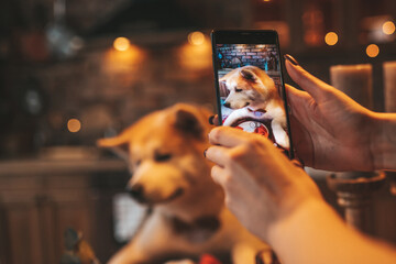 Dog owner taking photo on phone of happy pet breed akita inu with bow tie at xmas decorated lodge