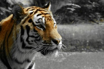 Monochromatic shot of a fierce-looking tiger in the wild