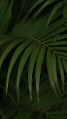 Obraz na płótnie Canvas leaf of fern