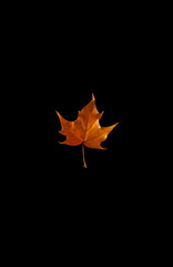 Golden and brown autumn maple leaf isolated on the black background
