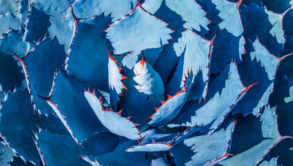 Sharp pointed agave plant leaves