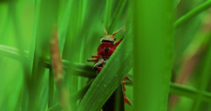 A pair of copulate beetle firefighters crawling on the grass, firefighter beetle on a green leaf