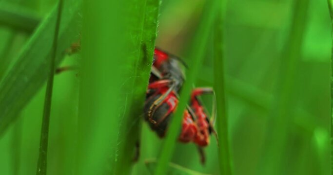 Macro shot of a pair of mating beetles firefighters crawling on the grass