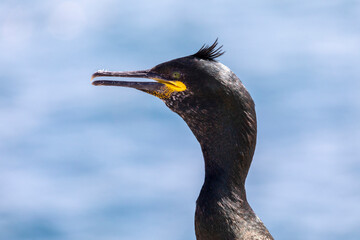 Common Shag in profile