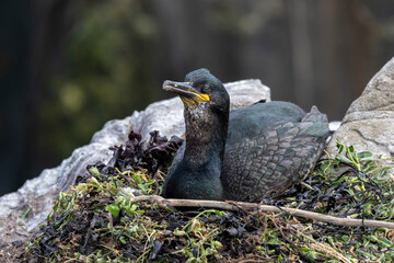 Common Shag sitting on its nest