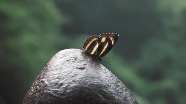 Beautiful black and yellow butterfly on a stone