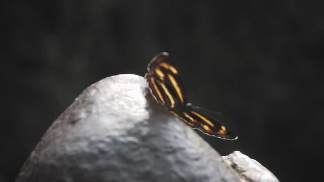 Beautiful black and yellow butterfly on a stone