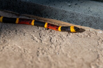 Closeup of Texas coral snake on a ground