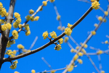 A tree branch with swollen buds before the leaves open in early spring. Spring tree branches before flowering during the first warmth.