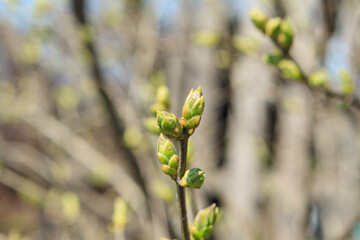 A tree branch with swollen buds before the leaves open in early spring. Spring tree branches before flowering during the first warmth.