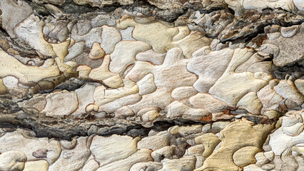 Old wood tree bark texture close up. Horizontal background 