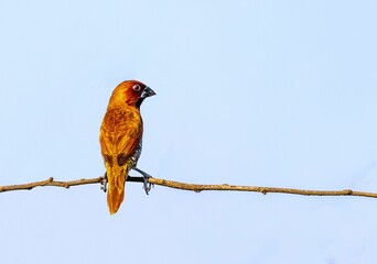 A Scally Munia resting on a branch