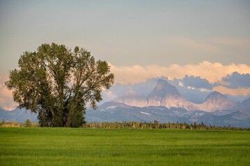 Naklejka premium Peaceful scenery of a wheat field with Grand Tetons in the background, Eastern Idaho, USA