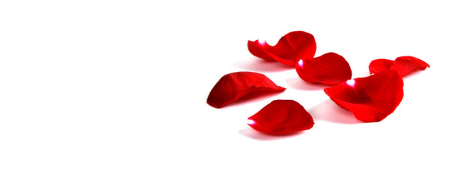 Rose Petals Representing Love and Romance on White Background