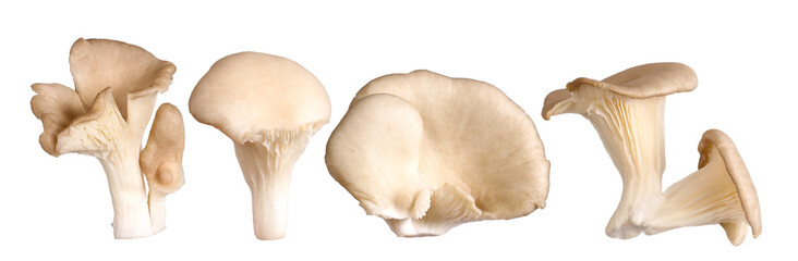 Different Oyster mushrooms, transparent background