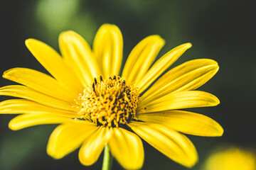 yellow daisy flower