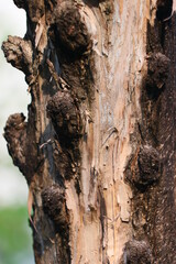 bark on stem of calabash tree (Crescentia cujete) 