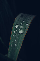 water drops on a leaf