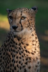 Portrait of a cheetah with a blurry background.
