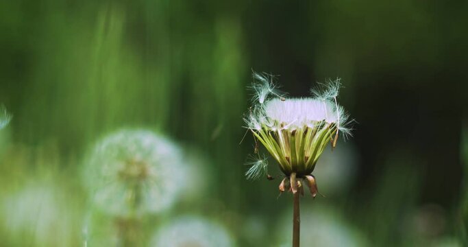 Macro shot of dandelions burgeon swaying in the wind and dandelion seeds falling