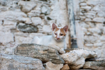 Naklejka na ściany i meble Chat dans un village de maison en pierre