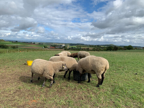 Several groups of white sheep in a paddock drink water from plastic buckets on a green meadow