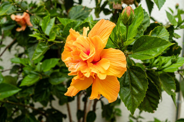 orange hibiscus grown in a garden in spain